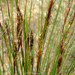 Plant Thumbnail Image
